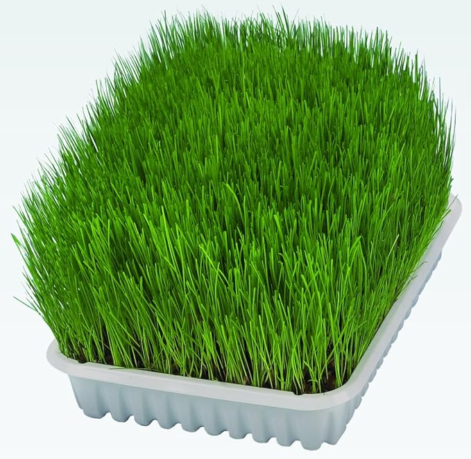 Trixie Cat Grass in Tray for Cats