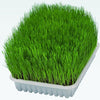 Trixie Cat Grass in Tray for Cats