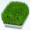 Trixie Cat Grass in Tray for Cats
