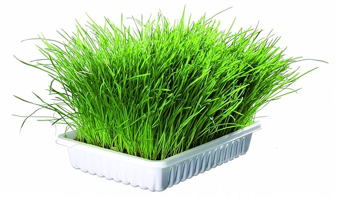 Trixie Cat Grass in Tray for Cats