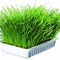 Trixie Cat Grass in Tray for Cats