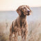 Arden Grange Adult Large Breed Dry Dog Food