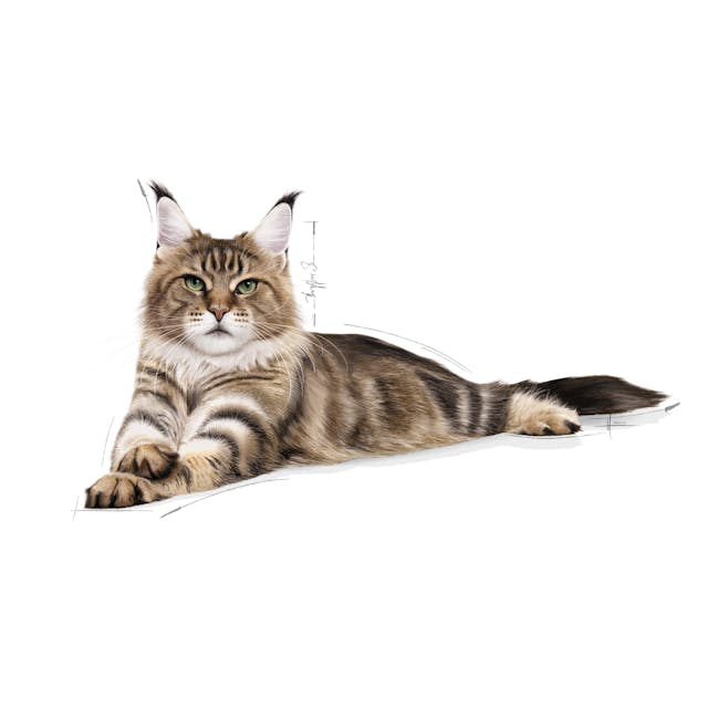 Royal Canin Maine Coon Adult Dry Cat Food