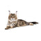 Royal Canin Maine Coon Adult Dry Cat Food