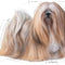Royal Canin Exigent for All Sizes Wet Dog Food