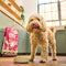 Lily's Kitchen Venison & Duck Grain Free Adult Dry Dog Food