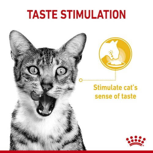 Royal Canin Feline Health Nutrition Sensory Taste Gravy Cat Wet Food
