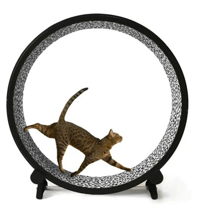 ONE FAST CAT Exercise Wheel 5th Generation Cat Toy