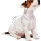 Royal Canin Mini Puppy Wet Food
