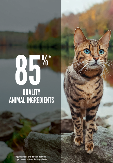 Orijen Six Fish Formula Grain Free Diet Dry Cat Food