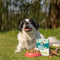 Vet's Kitchen Grain Free Lamb with Sweet Potato Wet Dog Food