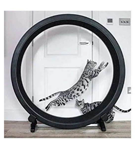 ONE FAST CAT Exercise Wheel 5th Generation Cat Toy