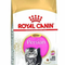 Royal Canin FBN Persian Kitten Feline Breed Nutrition Cat Food