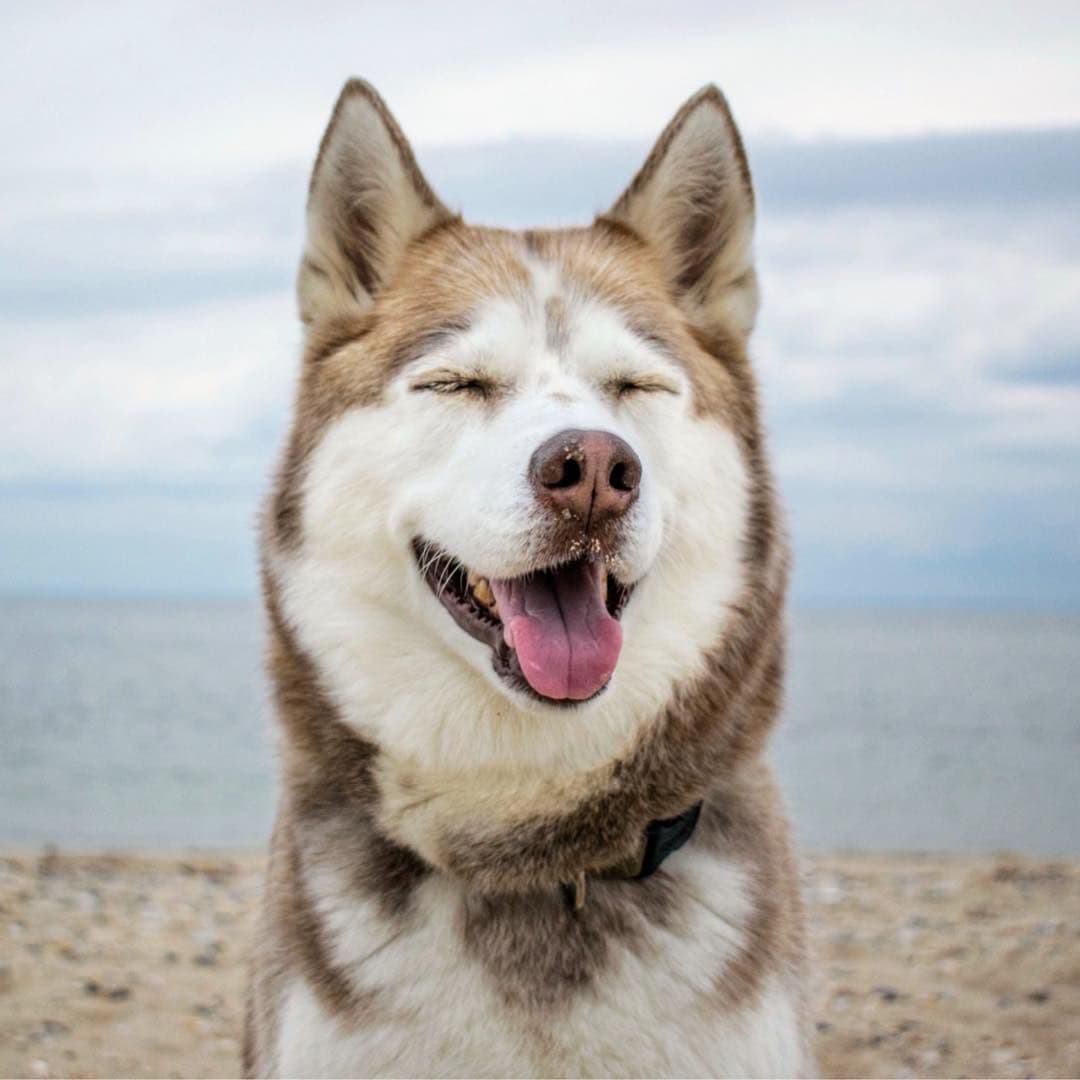 How to Introduce Two Dogs Without Stress