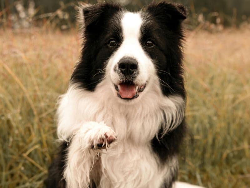 Summer Hydration Tips for Pets