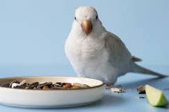 Bird Food
