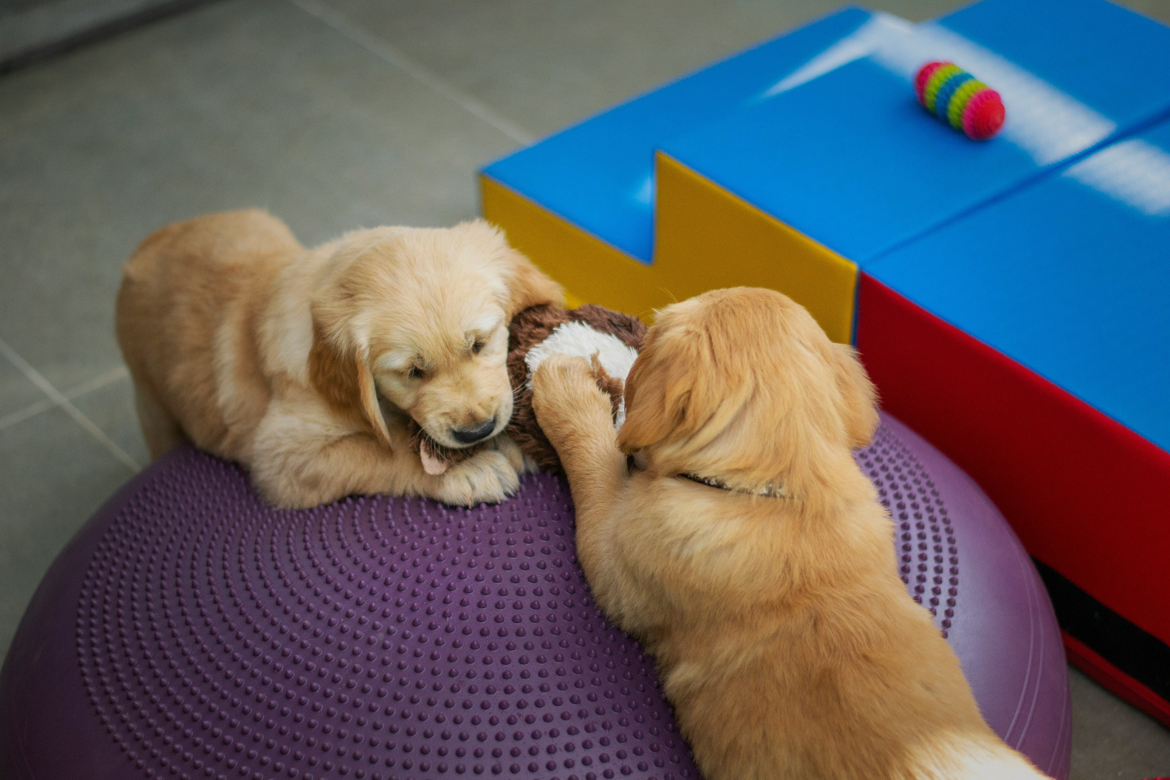 Pet Daycare