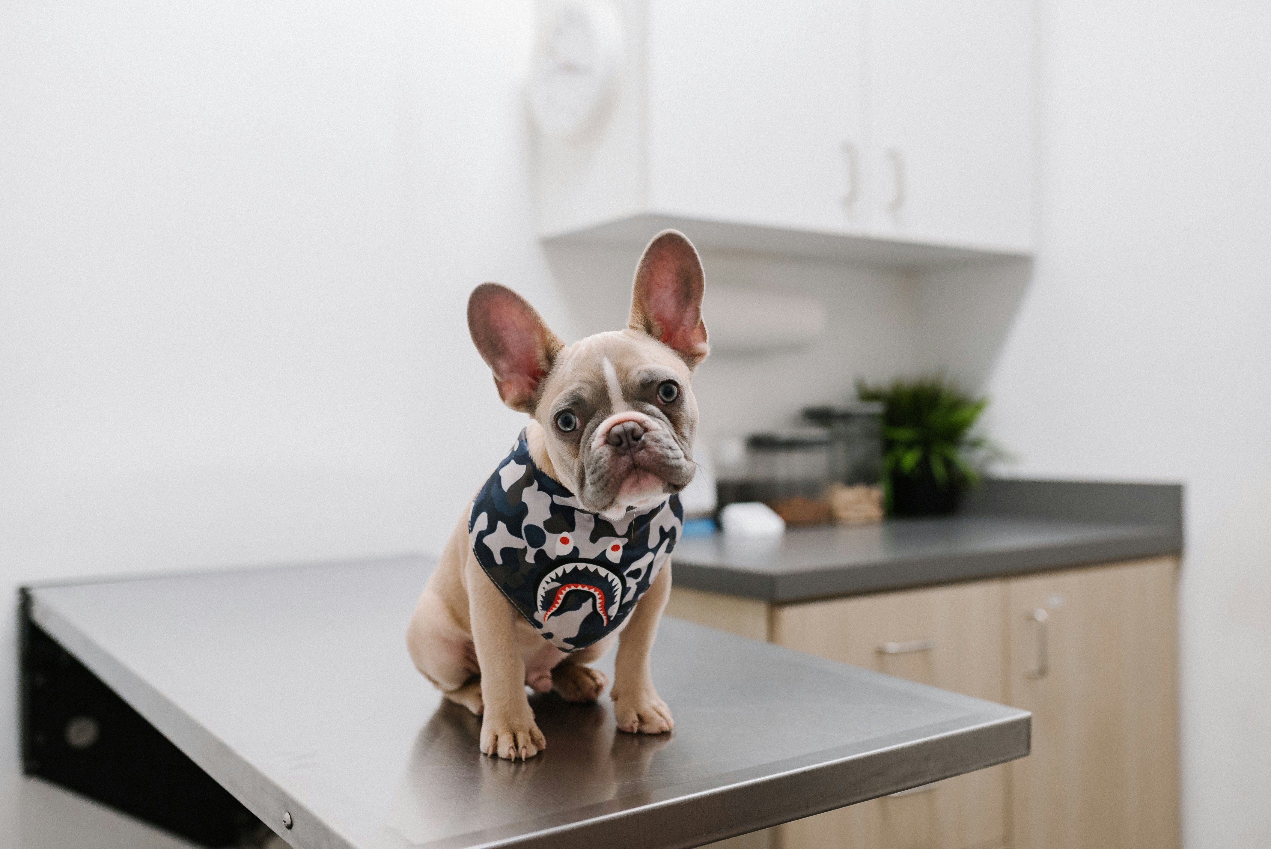 Vet Booking