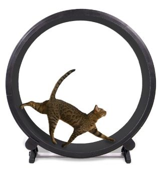 Cat Accessory