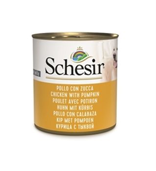 Schesir