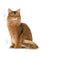 Royal Canin Light Weight Care Adult Dry Cat Food