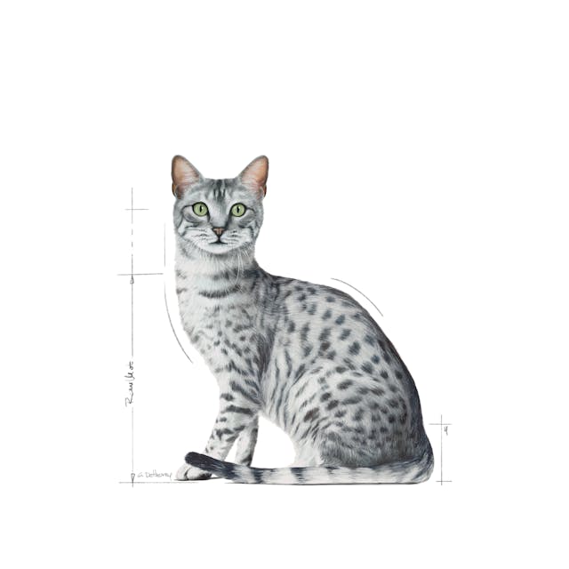 Royal Canin Indoor Sterilised in Jelly Cat Wet Food