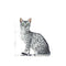 Royal Canin Indoor Sterilised in Jelly Cat Wet Food