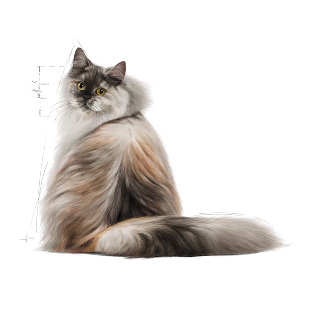 Royal Canin Hair & Skin Adult Dry Cat Food