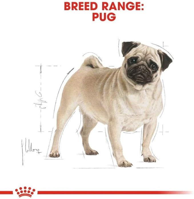Royal Canin Pug Adult Dry Dog Food