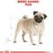 Royal Canin Pug Adult Dry Dog Food