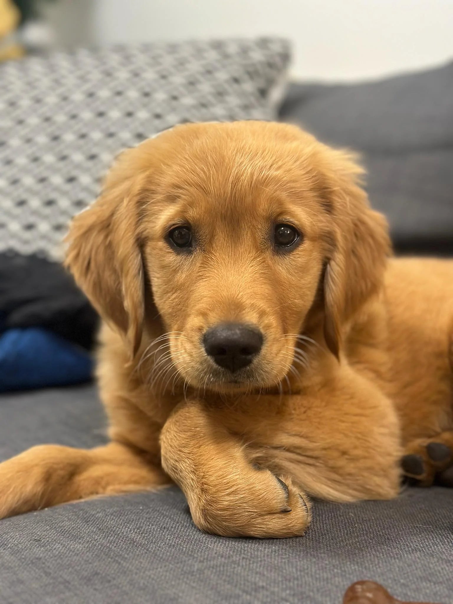 Dog Bed