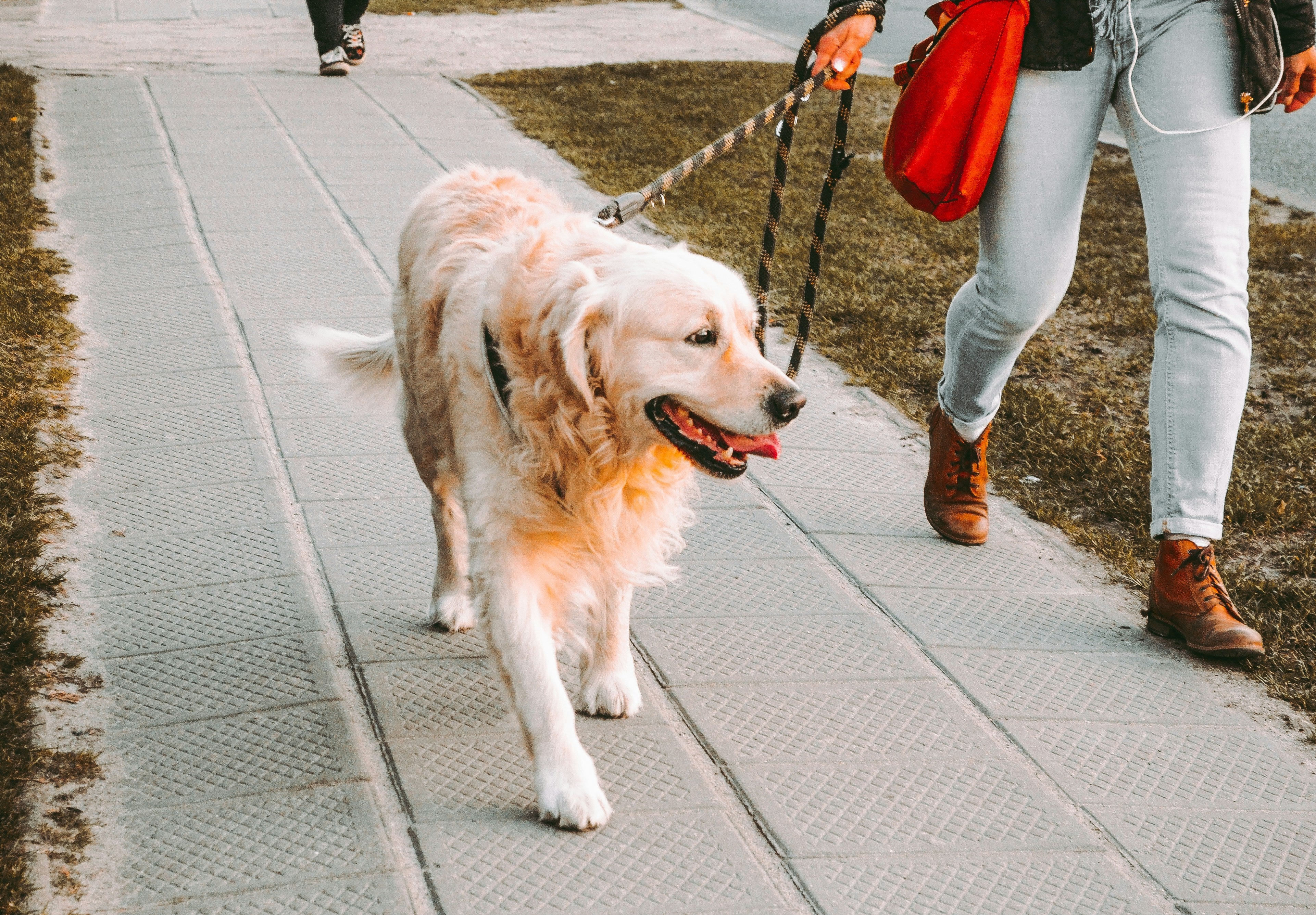 Dog walking - burj khalifa area