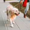 Dog walking - burj khalifa area