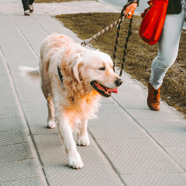 Dog walking - burj khalifa area
