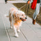 Dog walking - burj khalifa area