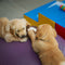Pet Day Boarding - Sharjha Area