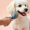 Dog gooming - sharjah area