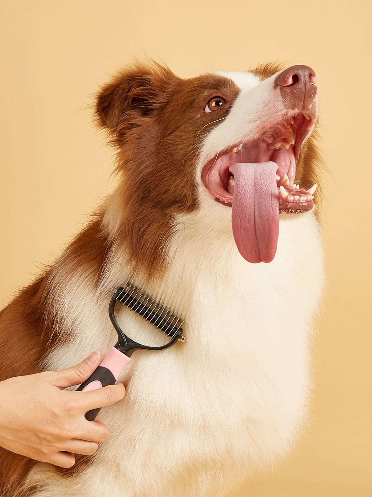 Dog gooming - sharjah area