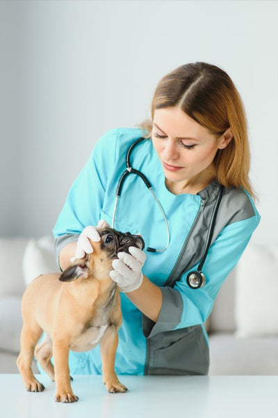 Vet Booking - Burj khalifa Vendor 2