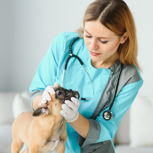 Vet Booking - Burj khalifa Vendor 2