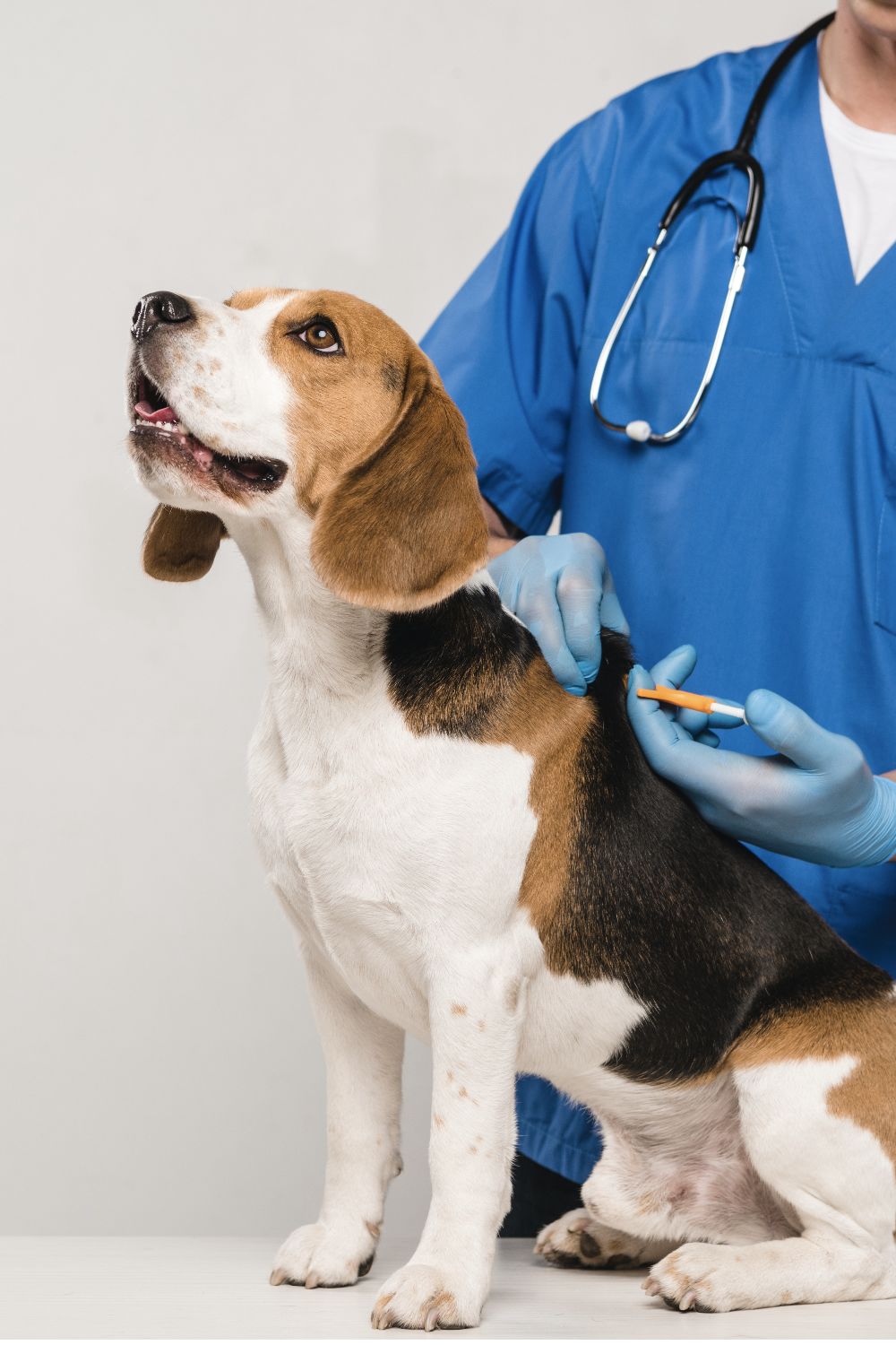 Vet Booking - Burj khalifa