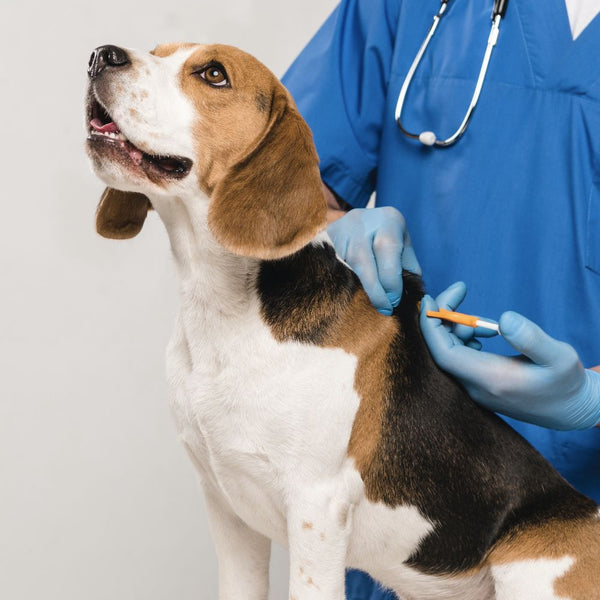 Vet Booking - Burj khalifa