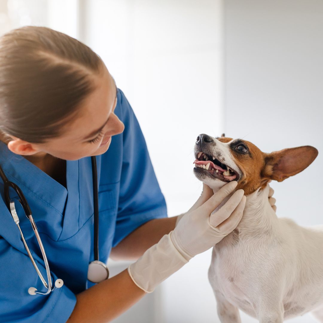 Vet Booking - Burj khalifa