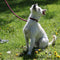 Dog gooming - sharjah area