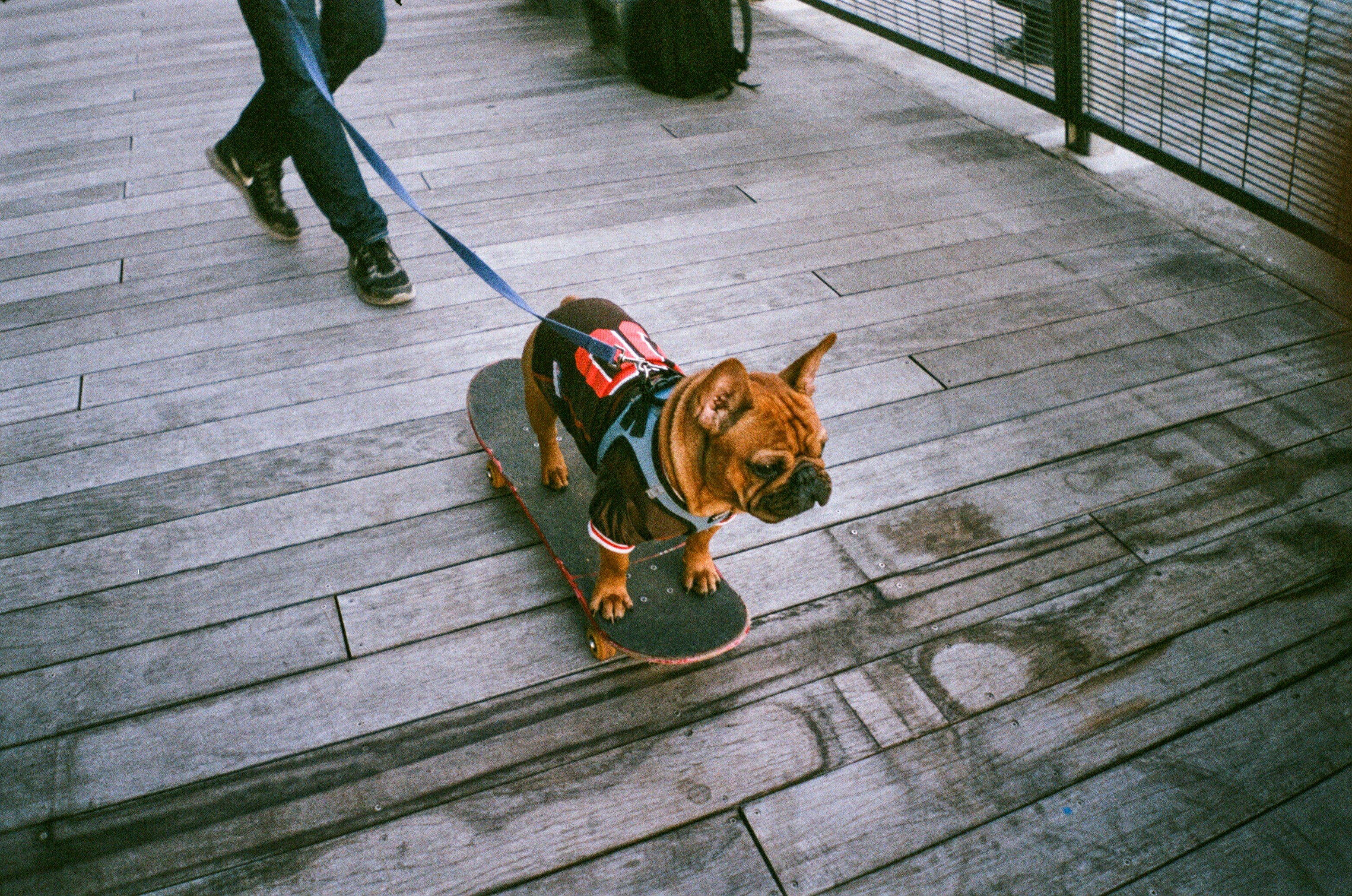 Dog walking - burj khalifa area