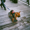 Dog walking - burj khalifa area