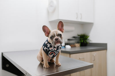 Vet Visit
