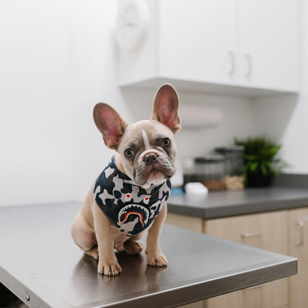 Vet Visit