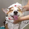 Dog gooming - sharjah area